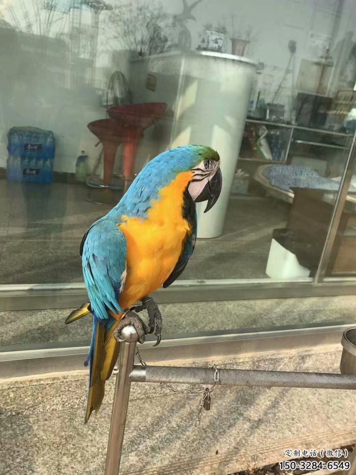 承接鸚鵡雕塑，鳥禽擺件，彩繪仿真工藝