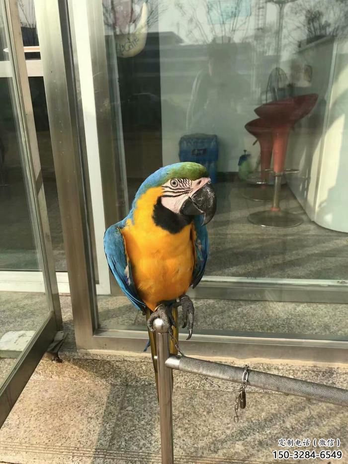 選用鸚鵡雕塑，鳥禽擺件，彩繪仿真工藝